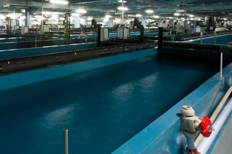 provided photos of the inside of the caviar factory Abu Dhabi 
a joint venture between Bin Salem Holding, a local conglomerate, and United Food Technologies, a German company.

Courtesy United Food Technologies
