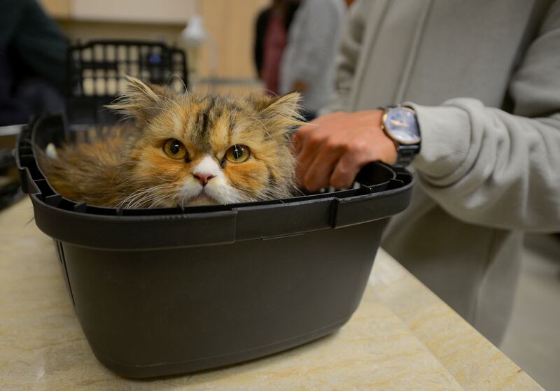 A cat waits in its box for a medical examination at Al Rawasy.