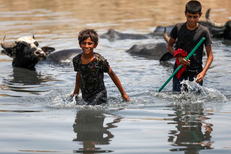 Iraqi boys swim with a herd of buffalos in Baghdad's Diyala River, a welcome break from the heat.