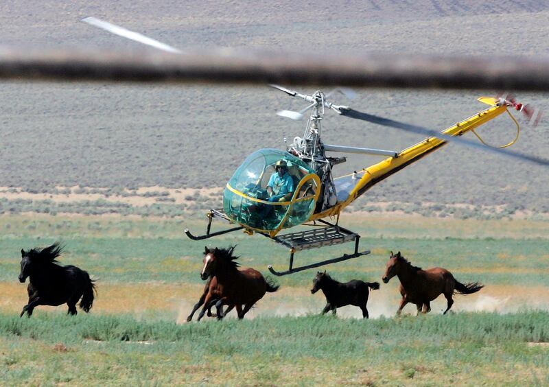 The government announced in January it planned to permanently remove 19,000 wild horses and burros in 2022. AP