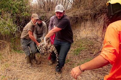 Rescue workers, conservationists and volunteers carry an injured jaguar out of the burning wetlands in the Pantanal. Courtesy Panthera