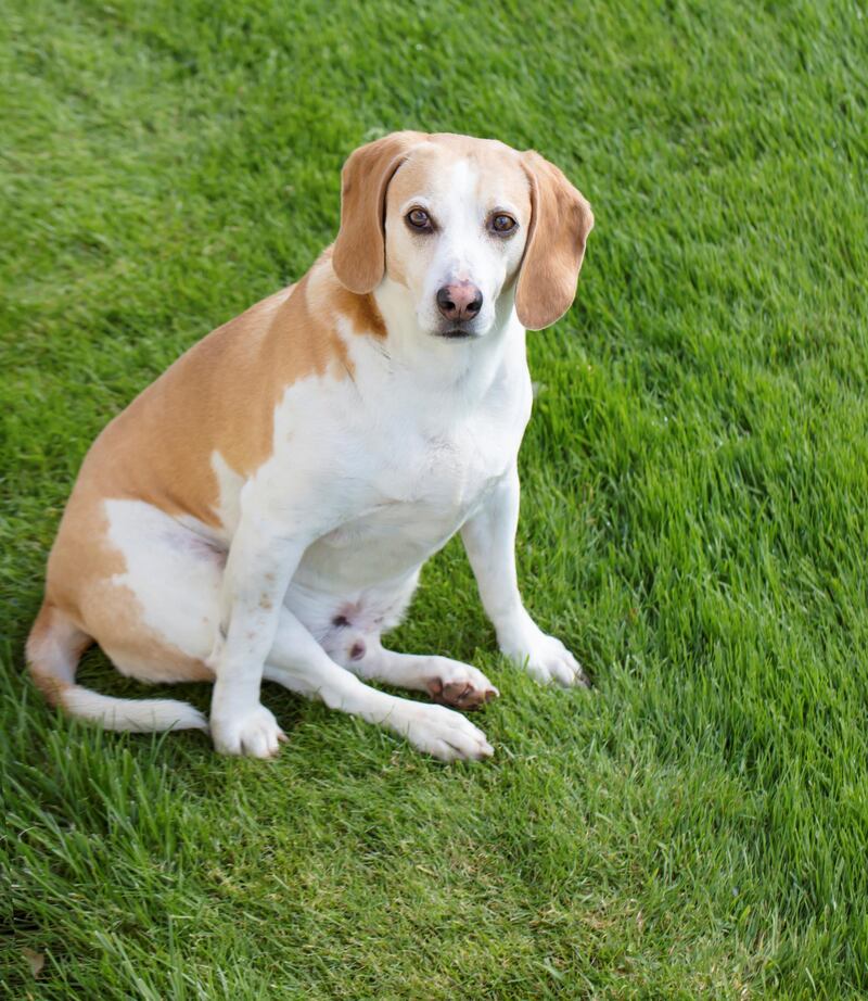 An overweight beagle. Obesity is a serious clinical condition that can cause significant harm to the physiology, health and welfare of all animals, vets say. Getty Images