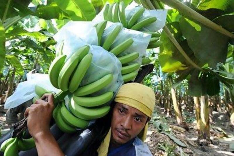 Banana exporters from the Philippines say the western-led sanctions against Iran have hurt their revenues. Romero Gacad / AF