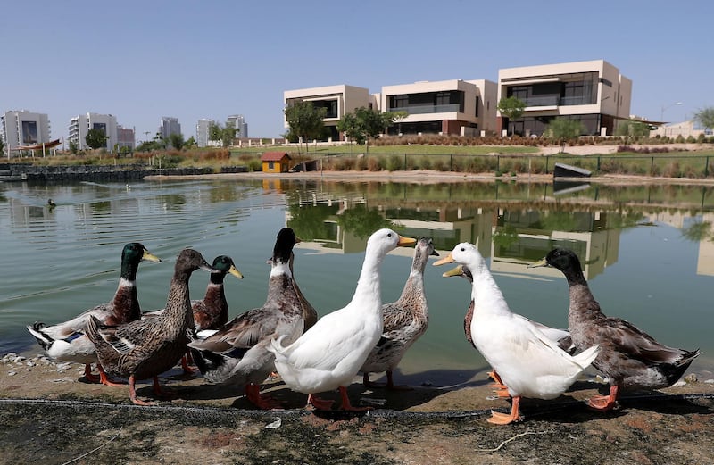 DUBAI, UNITED ARAB EMIRATES , October 26– 2020 :- Ducks at the Lake inside the DAMAC Hills in Dubai. (Pawan Singh / The National) For News/Online/Stock. Story by Nick Webster