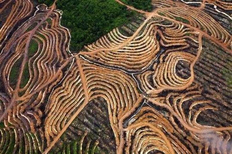 Deforested areas in Borneo are a visual reminder that the need for resource-efficient economies is high . AFP / Ho / Greenpeace