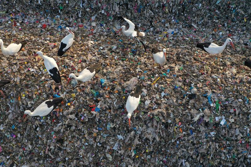 Researchers found that for birds that are consuming plastic, tiny shards become stuck in their digestive tracts. AFP