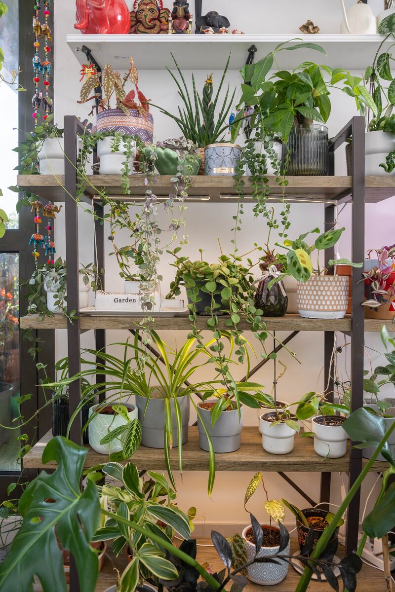 A shelving unit brimming with plants such as string of hearts, Marantha leuconeura, Peperomia hope and variegated spiral ginger 
