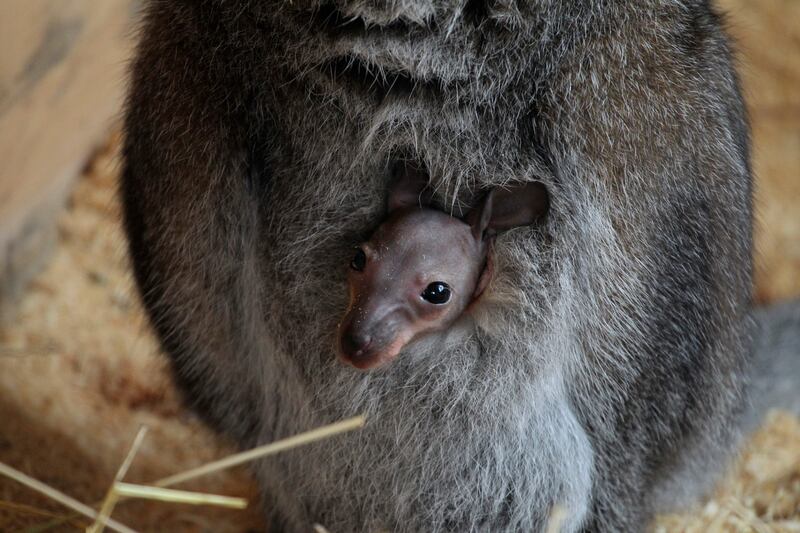 A joey looks out from its the pouch of its mother, Chuck, at a zoo in the western Siberian city of Barnaul. Reuters