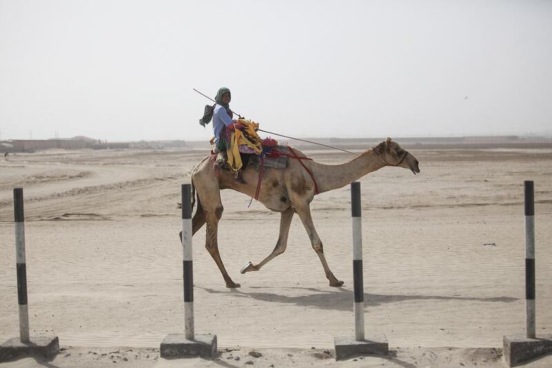 With camel farms and race tracks dotting the desert, you're sure to see some four-legged creatures.