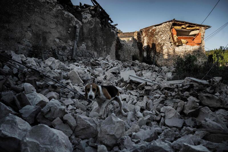 A dog walks on the rubble of fallen masonry in the Rouviere quarter of Le Teil, southeastern France. AFP