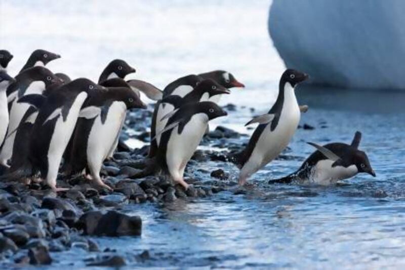 Research shows Adelie penguins are adept at stalking their prey. Getty