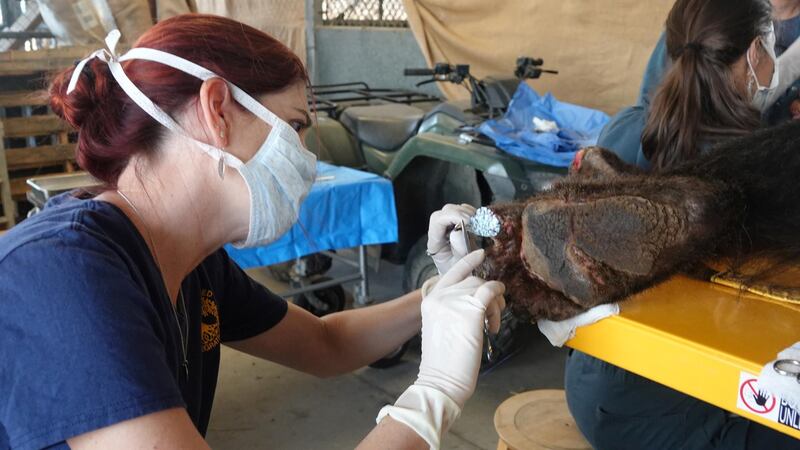 Veterinarian Dr. Jamie Peyton sutures sterilized tilapia skins on to a bear's burned paw pads, after medications have been applied, as it is treated for burns suffered from the Bear Fire in Butte County, at the Wildlife Investigations Lab, California, US, September 21, 2020. California Department of Fish and Wildlife/Handout via Reuters