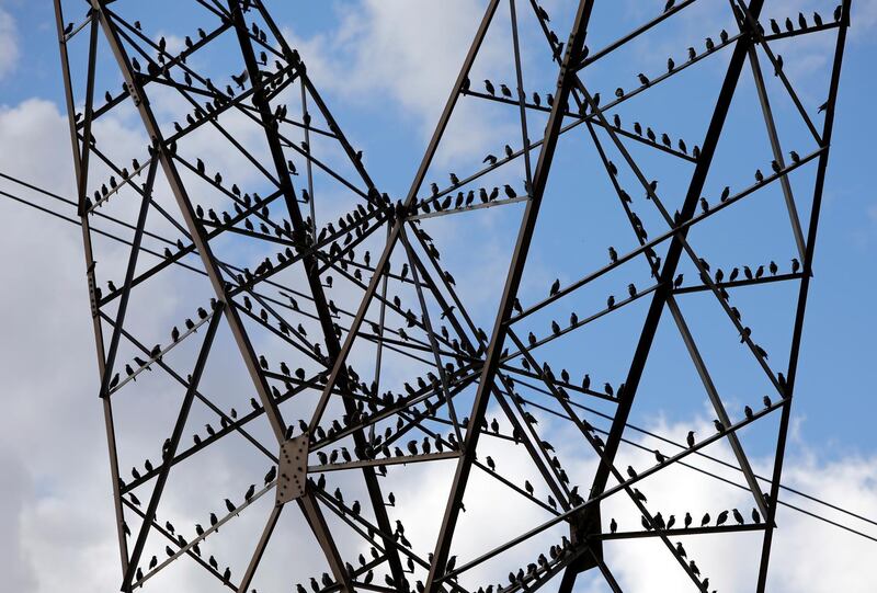 Birds rest on electric power pillars near Veles, North Macedonia. Reuters