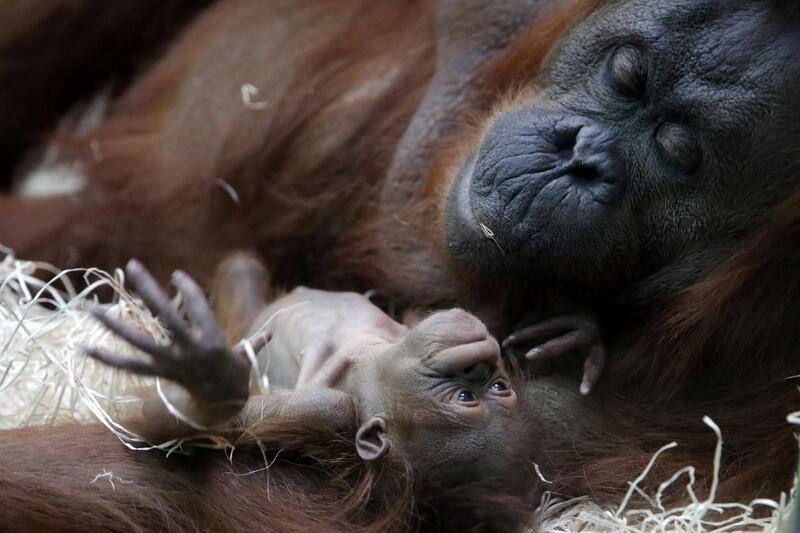 Orangutan Theodora and her newborn daughter Java are seen at the zoo of the Jardin des Plantes in Paris, France. Reuters