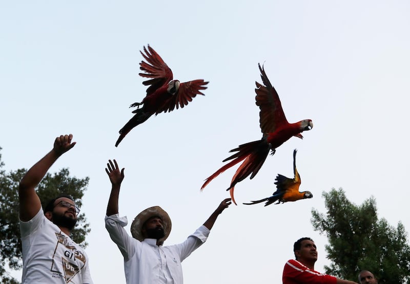 Turki Abdel Karim Momena, centre, co-founder of the Saudi Free Flying team, releases Macaw parrots into the air which later return to their handlers, in Jeddah, Saudi Arabia. AP