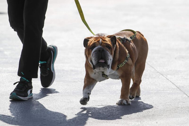 Lewis Hamilton's dog Roscoe at the Yas Marina Circuit. AFP