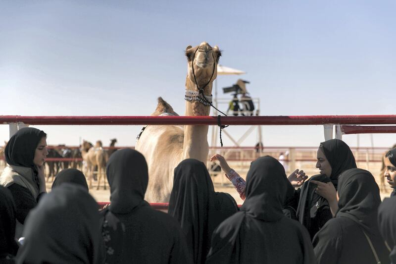 ABU DHABI, UNITED ARAB EMIRATES - DECEMBER 17, 2018. 

Schoolgirls visit Al Dhafra Festival.

Every December, a small city of tents rises in the dunes of the Empty Quarter, 170 kilometres south-west of Abu Dhabi on the edge of the world’s largest continuous sand desert.

About 20,000 camels and their 15,000 owners compete at the Al Dhafra Festival, one of the world’s largest beauty pageants. It is distinguished by its "queens", long-lashed beauties with four legs and a hump. The prizes are not crowns but Range Rovers, Nissan Patrol pickups and, for the best, immortalisation in Bedouin poetry.


(Photo by Reem Mohammed/The National)

Reporter: Haneen Dajani
Section:    NA