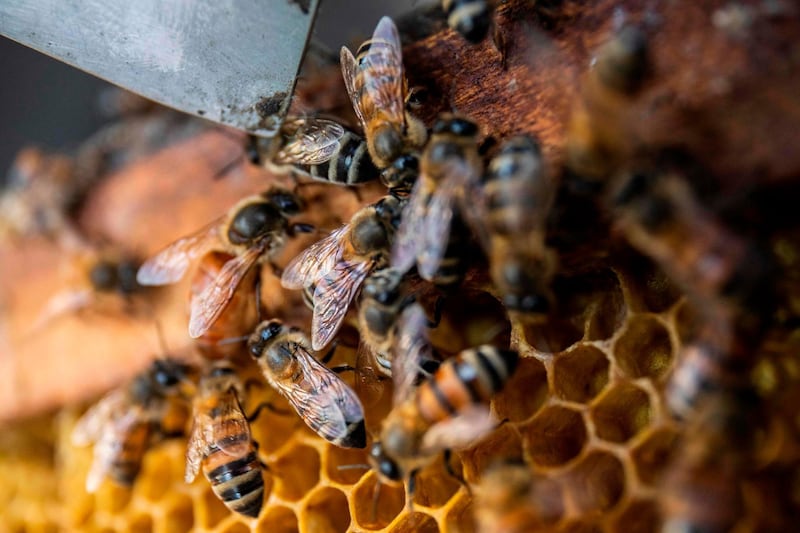 Bees in a hive in Esteli, Nicaragua. AFP