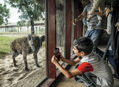 December 12, 2017.   Dubai Safari, Al Awir Road.  Media tour of the Dubai Safari.  Zoo visitors take some photos of the Hyena.
 Victor Besa for The National
National
Reporter:  Nick Webster