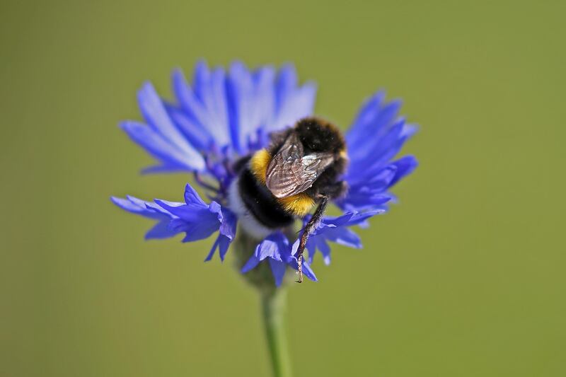 A bumblebee rests on a corn flower in Cologne, western Germany. AFP