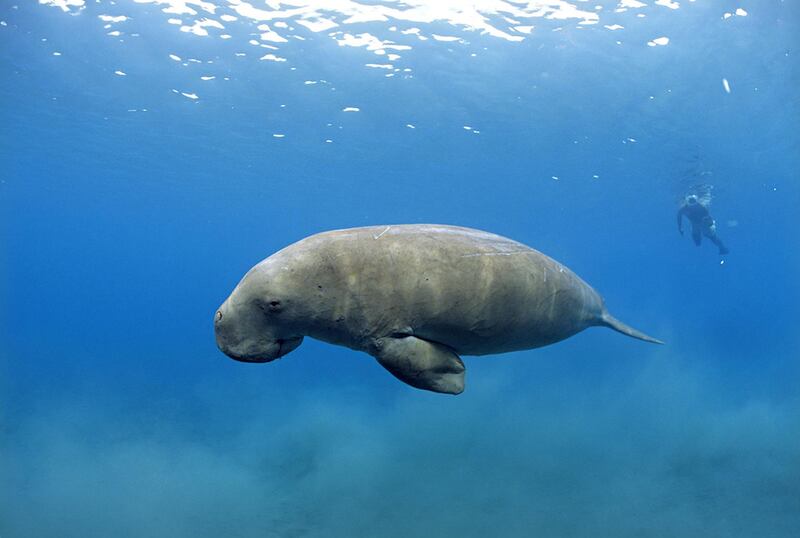 Sea cow (Dugong dugon)
- IUCN status: Vulnerable
- Locally, boat strikes and fishing net entanglement is a threat, although there are major conservation efforts
- The population in UAE waters is thought to be several thousand
