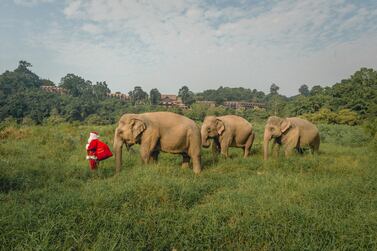 Santa Claus taking a stroll with some of the resident elephants at Thailand's Anantara Golden Triangle. Courtesy Anantara Golden Triangle