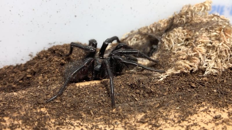 A funnel spider is pictured in an unknown location in Australia. Reuters