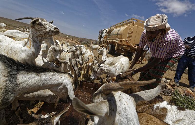 Somali herder Ahmed Haji, 30, waters his goats using water trucked in by a tanker in a remote desert area near Bandar Beyla in Somalia's semiautonomous northeastern state of Puntland. Somalia has declared the drought a national disaster, part of what the United Nations calls the largest humanitarian crisis since 1945. Ben Curtis/AP Photo