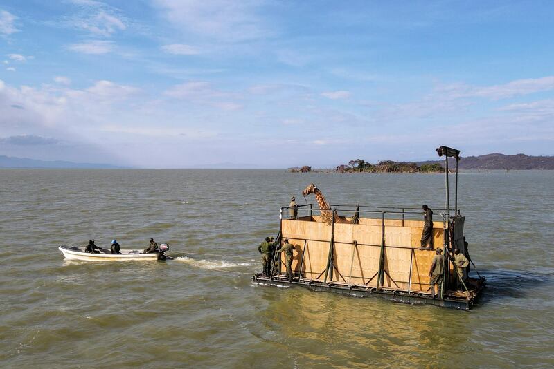 A Rothschild’s giraffe is transported to Ruko Community Conservancy, Kenya. The small group of the endangered species that lives on Longicharo Island is being moved to safety as the rising level of Lake Baringo threatens to overwhelm their home. AP