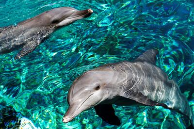 epa03939424 Indo-Pacific bottlenose dolphina are seen swimming at Dolphin Island, part of the Marine Life Park in Resort World Sentosa, Singapore, 07 November 2013.  Dolphin Island is one of the Marine Life Park's newest attraction, where visitors are able to closely interact with dolphins during interaction programs. The Marine Life Park holds the World Guiness record for the largest aquarium in the world, as well as the world's largest viewing panel, measuring 36-meter wide and 8.3-meter tall. The SEA Aquarium is home to more than 80,000 marine animals housed in 42.8 million liter of water.  EPA/HOW HWEE YOUNG *** Local Caption *** 51092393