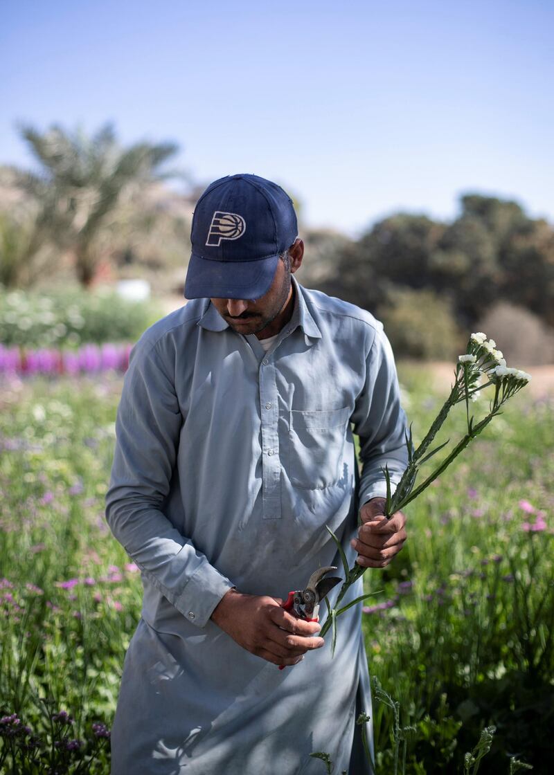 FUJAIRAH, UNITED ARAB EMIRATES.  16 FEBRUARY 2021. 
Abdulrahman picks statice flowers at Mohammed Al Mazroui's UAE Flower Farm in Asimah.
Photo: Reem Mohammed / The National
Reporter: Alexandra Chavez
