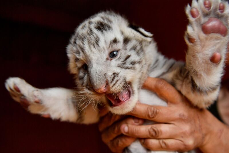 Kenzo, a male white tiger, is held by his keeper at the park of Sainte-Victoire in Trets, France. AFP