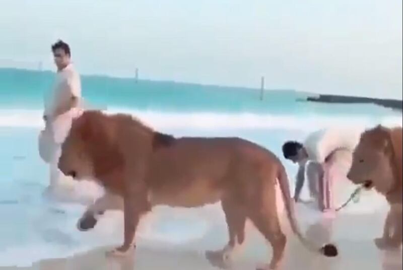 A video has surfaced that shows handlers walking two lions near the Burj Al Arab in Dubai. 
