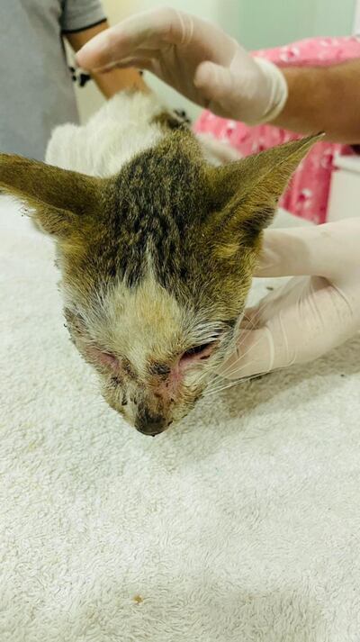 A vet said the cat was severely dehydrated with a high fever, a broken tail and a bad infection in its mouth. Courtesy: Alena Smirnova