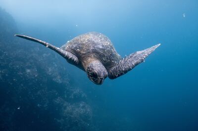 Vast biodiversity is a major draw for the Galapagos Islands. Photo: Dustin Haney / Unsplash