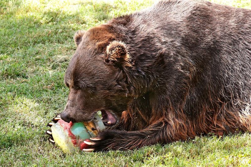 A grizzly bear bites into a frozen treat on a hot day at the Oklahoma City Zoo in Oklahoma City. AP Photo