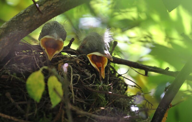 Two blackbird chicks rest in their nest and wait to be fed by their parents in Kaufbeuern, southern Germany. AFP