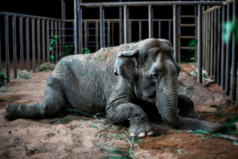The elephant Ramba rests after arriving to the Brazilian Elephant Sanctuary located at the municipality of Chapada dos Guimaraes, Mato Grosso state, Brazil.  AFP