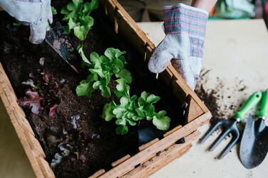 Gardening gloves and a trowel are the basic tools needed to start a vegetable garden. Getty Images