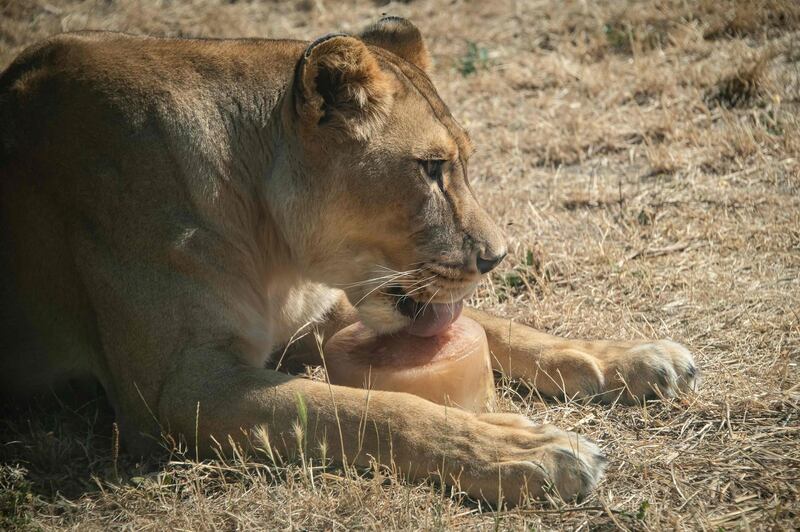 A lioness is pictured enjoying a frozen treat at the Paris Zoological Park.  AFP