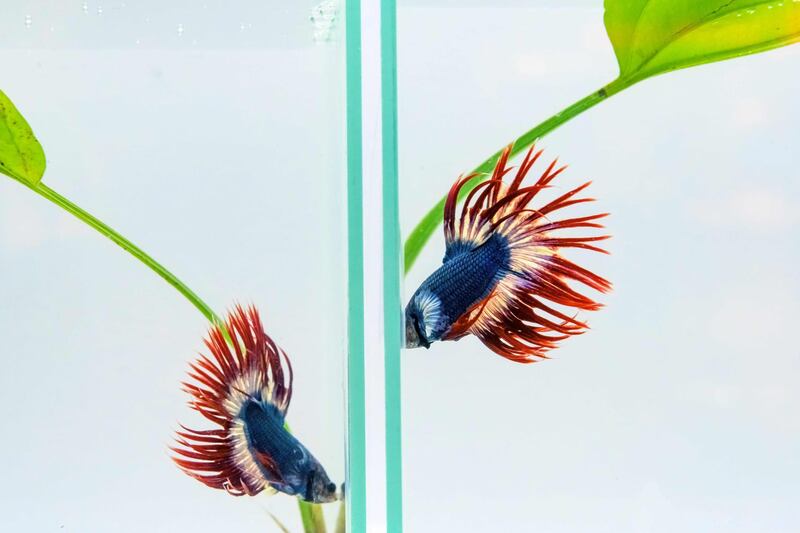 Two Siamese fighting fish also known as Plakad or Betta fish swim in adjacent aquariums at the International Plakad Competition in Bangkok, Thailand. AFP