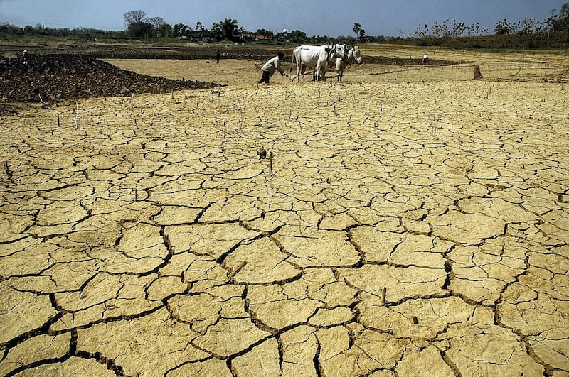 REMBANG, INDONESIA - AUGUST 12: Indonesian farmer ploughs his dry paddy fields with the help of a pair of bullocks in Rembang, Central Java, Indonesia on August 12, 2006. Photo By WF Sihardian