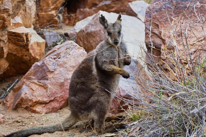 Black Footed Rock Wallaby, West MacDonnell National Park, Northern Territory, Australia. Getty Images