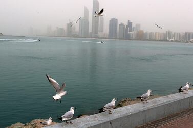 Seagulls in Abu Dhabi. Delores Johnson / The National