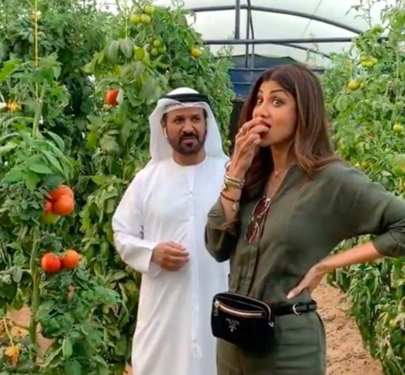 Bollywood star, Shilpa Shetty, took time out of a busy few days in Dubai by stopping off at the Belhasa farm to pick tomatoes on March 23.  Instagram / Shilpa Shetty