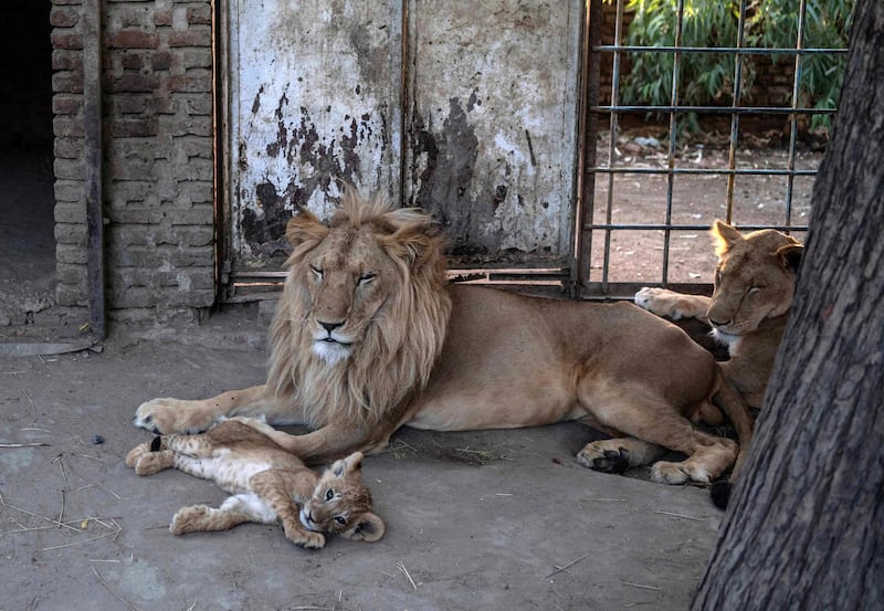 A lion and his cubs at the small zoo within Dinder National Park in Sudan. AFP