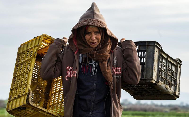 Farmer Naziha Maaroufi works in a pea field in Tunisia's northwestern province of Jendouba. AFP