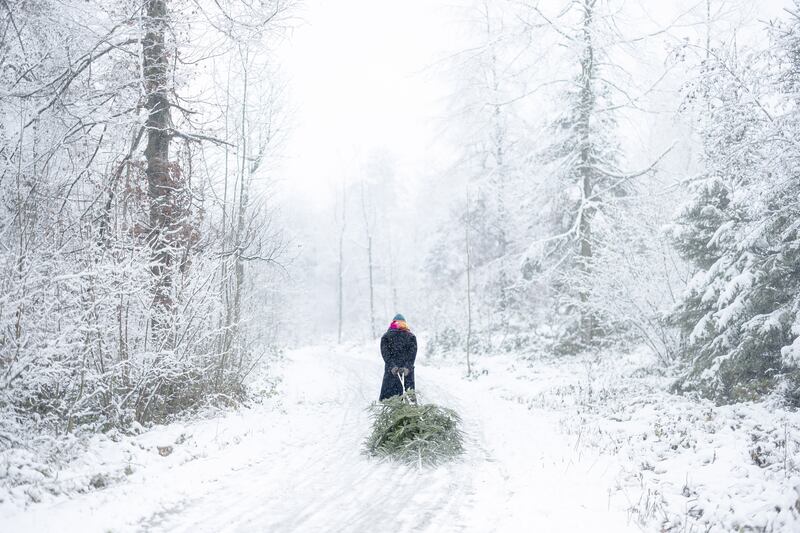 A woman hauls a Christmas tree on a sledge along a snowy forest path in Zurich. EPA