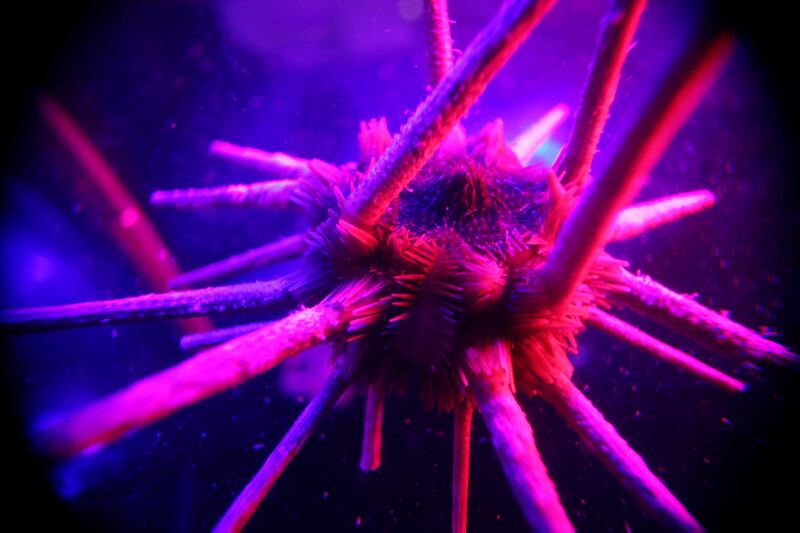  A sea urchin found in the depths. Photo: OceanX