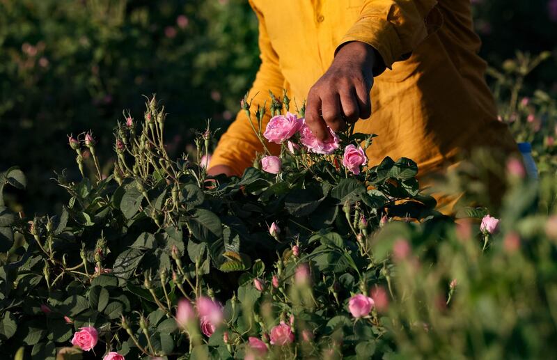 Although commercially harvested at the Bin Salman farm, the Damascena rose still grows wild in Syria and parts of the Caucasus. AFP.